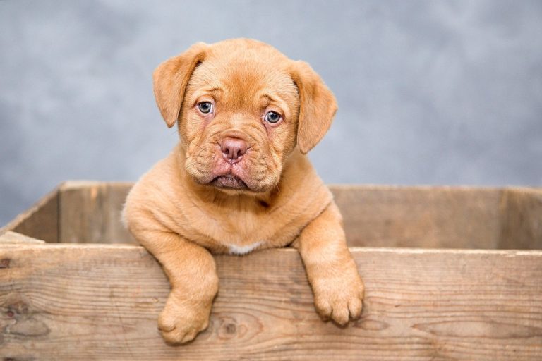 Debunking Myths: Dog Howling Superstition Explained